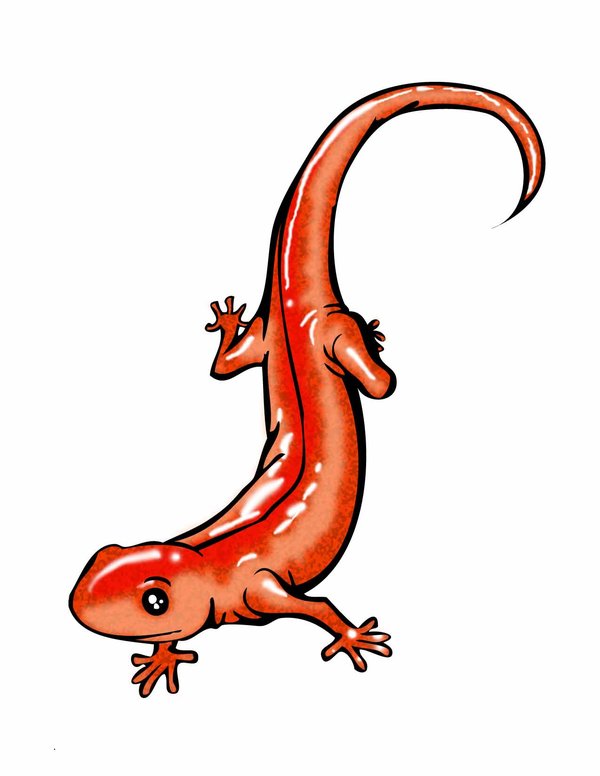 Cartoon Salamander - ClipArt Best