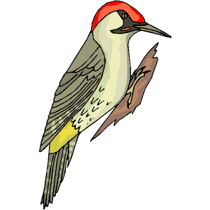 Woodpecker Clipart - Free Clipart Images