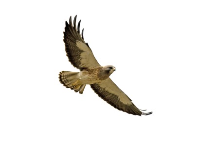 Hawks clip art free clipart images image #24423