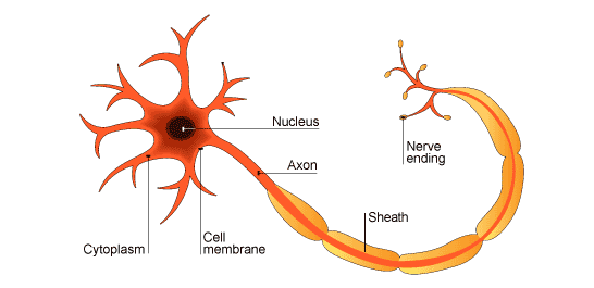 animal-nerve-cell-diagram-clipart-best