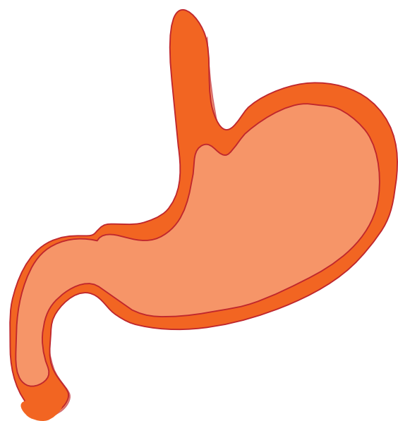 Stomach Unlabeled - ClipArt Best
