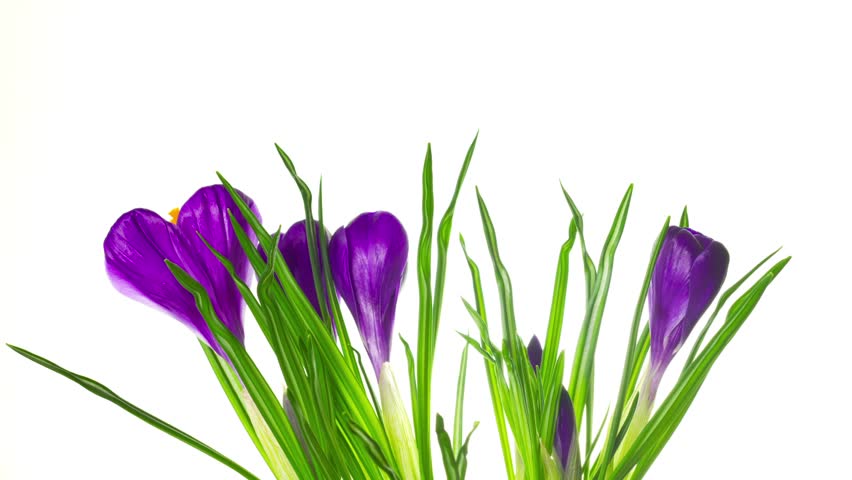 Crocus Flower Stock Footage Video - Shutterstock