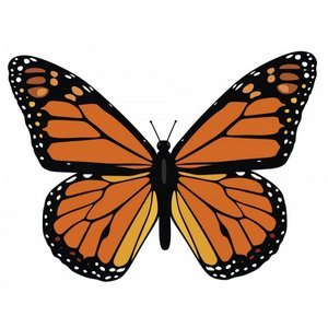butterfly - 145 Free Vectors to Download | freevectors.net