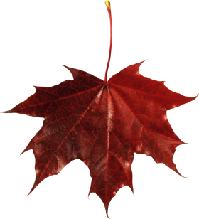 Autumn leaves PNG images, free PNG yellow leaves pictures