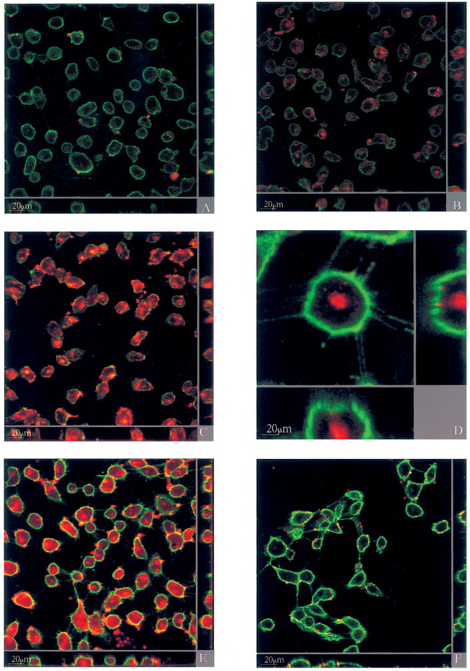 Phosphodiester and phosphorothioate oligonucleotide condensation ...