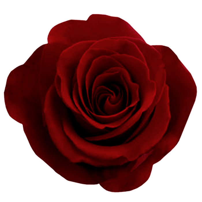 Rose PNG flower images, free download