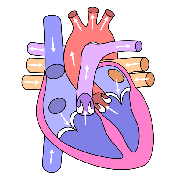 Unlabelled Diagram Of The Heart# - ClipArt Best