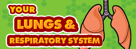 Your Lungs & Respiratory System