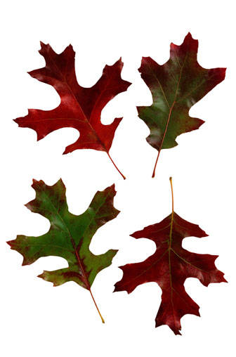Red Oak Leaf Autumn Colors