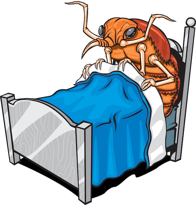 Bed Bug Photos, Clipart Images & Pics: What do Bed Bugs Look Like?