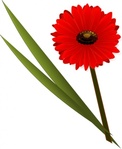 Red Gerbera Daisy Vector - Download 1,000 Vectors (Page 1)