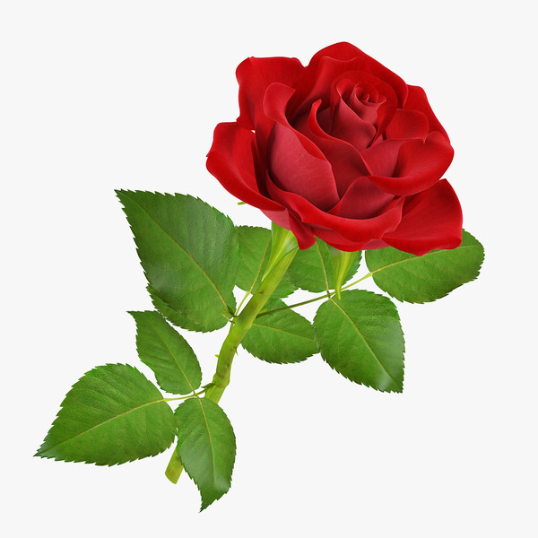 Roses Pictures Animated - ClipArt Best
