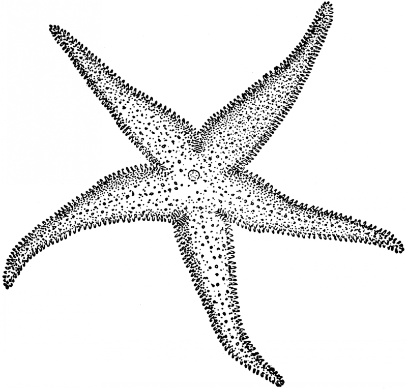 Original black-and-white horned starfish tattoo design ...