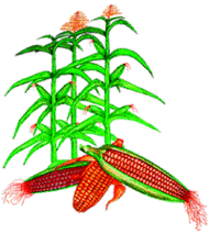 Maize Draw Plant Logo Clipart - Free to use Clip Art Resource