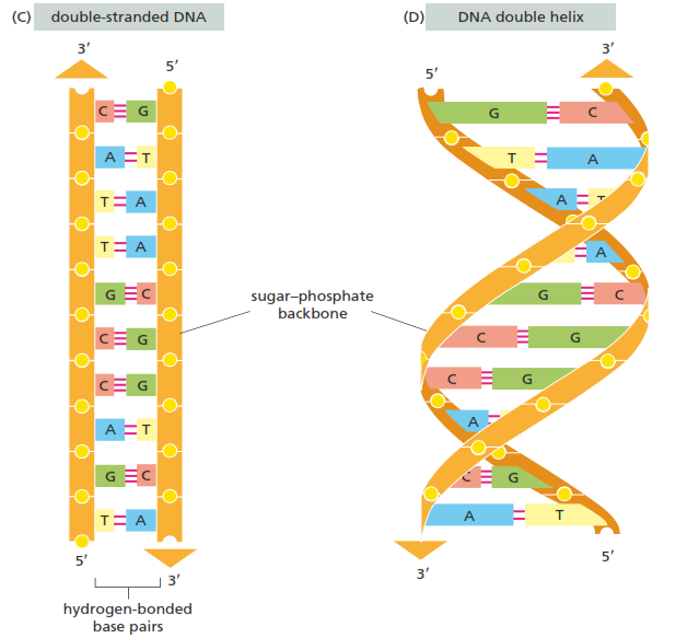 Dr.Manmeen's Biology