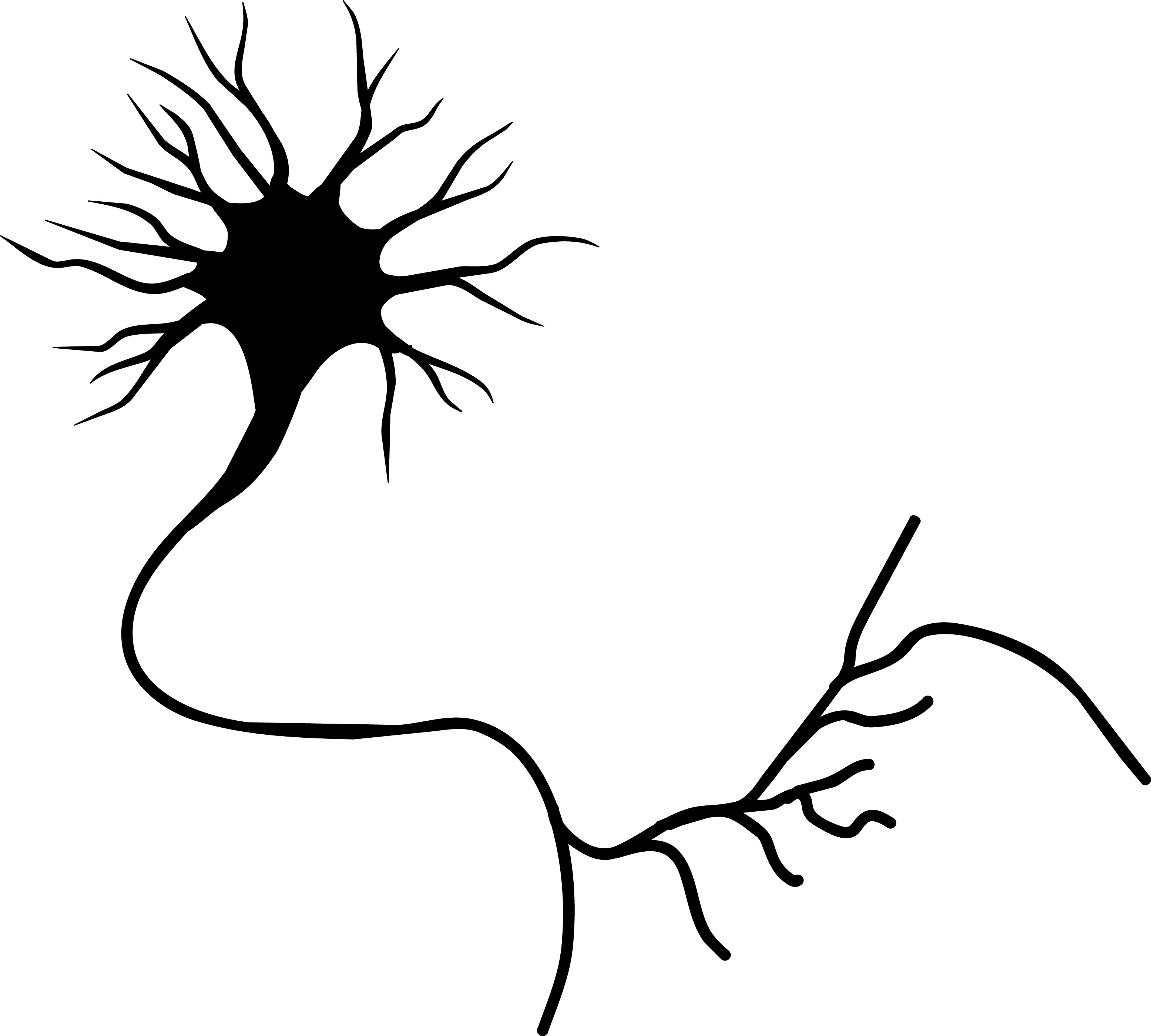 Neuron - ClipArt Best