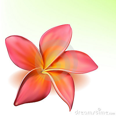 Plumeria Clipart