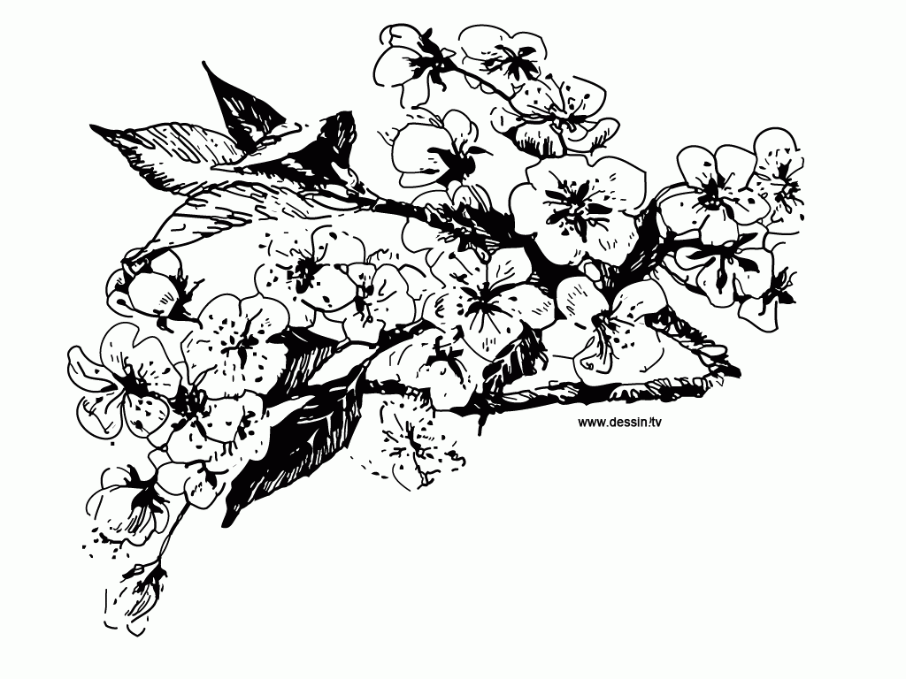 Cherry Blossom Coloring Pages - AZ Coloring Pages