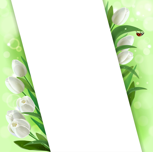White tulips vector background graphics - Vector Background ...