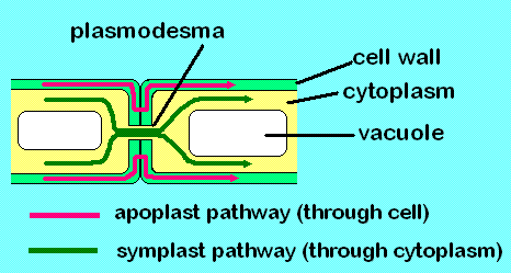 A-level Biology/Transport/multicellular plants - Wikibooks, open ...