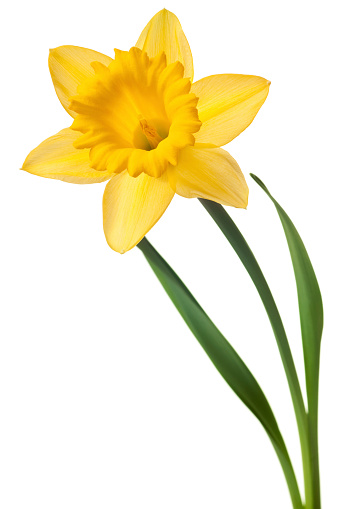 Daffodil Pictures, Images and Stock Photos