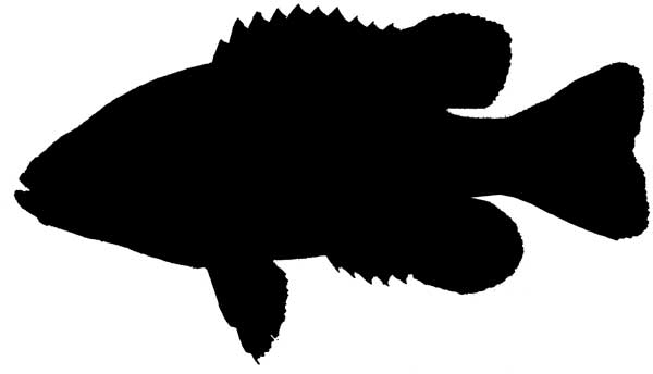 Bass Fish Silhouette Clipart