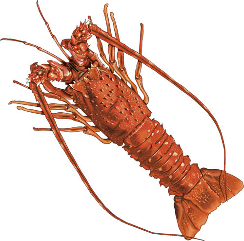 Cartoon lobsters clipart 2 - Cliparting.com