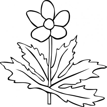 Gg Anemone Canadensis Outline clip art | Vector Clip Art