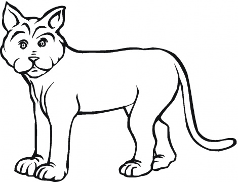 Lynx coloring pages | Super Coloring