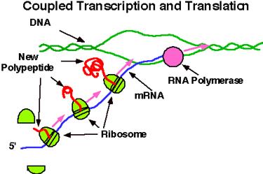 Protein_Synthesis1-