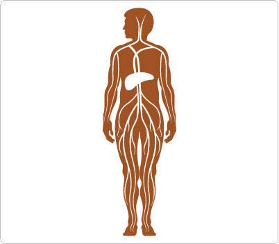 Pics For > Human Body Clip Art