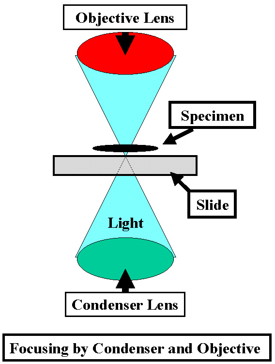 Proper Use of the Light Microscope: Kohler Illumination