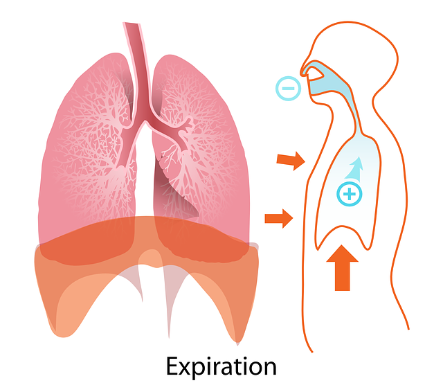 SCIENCE, DIAGRAM, ILLUSTRATION, BIOLOGY, EXPIRATION - Public ...