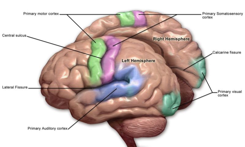 How to Make a 3D Brain Model | eBay