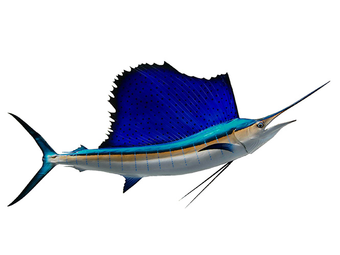 Featured Fish Species: Sailfish | FISHTRACK.COM