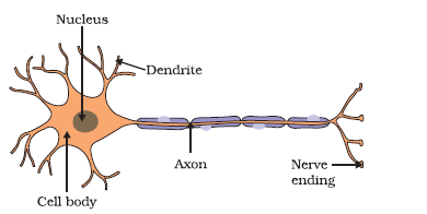 7.Control and Coordination