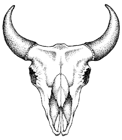 Bull Skull Pictures | Free Download Clip Art | Free Clip Art | on ...