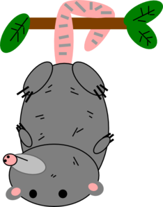 Possum Clip Art - vector clip art online, royalty ...