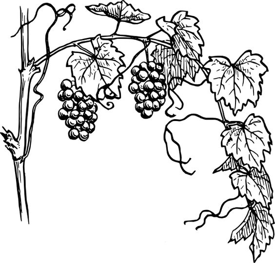 Grapes no leaf outline clipart black and white