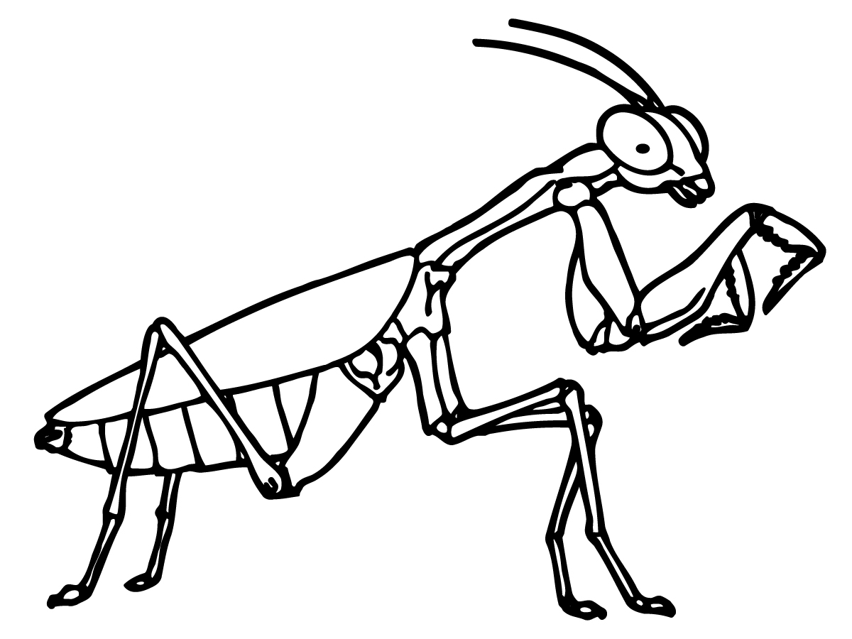 Praying Mantis Clipart | Free Download Clip Art | Free Clip Art ...