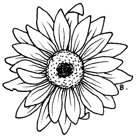 Gerbera Drawing | DrawingSomeone.com