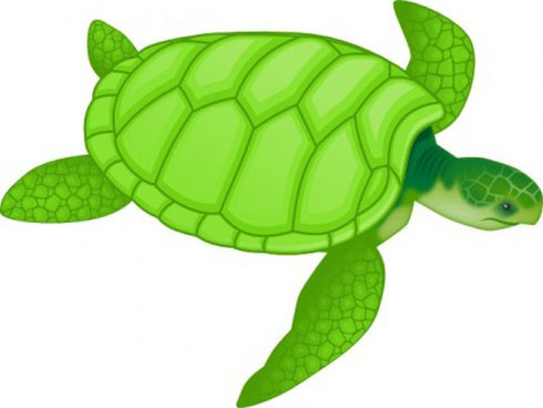 Turtle Images Clip Art