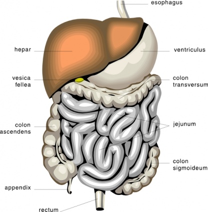 Anatomy Diagram Internal Organ Clip Art Download 463 clip arts ...