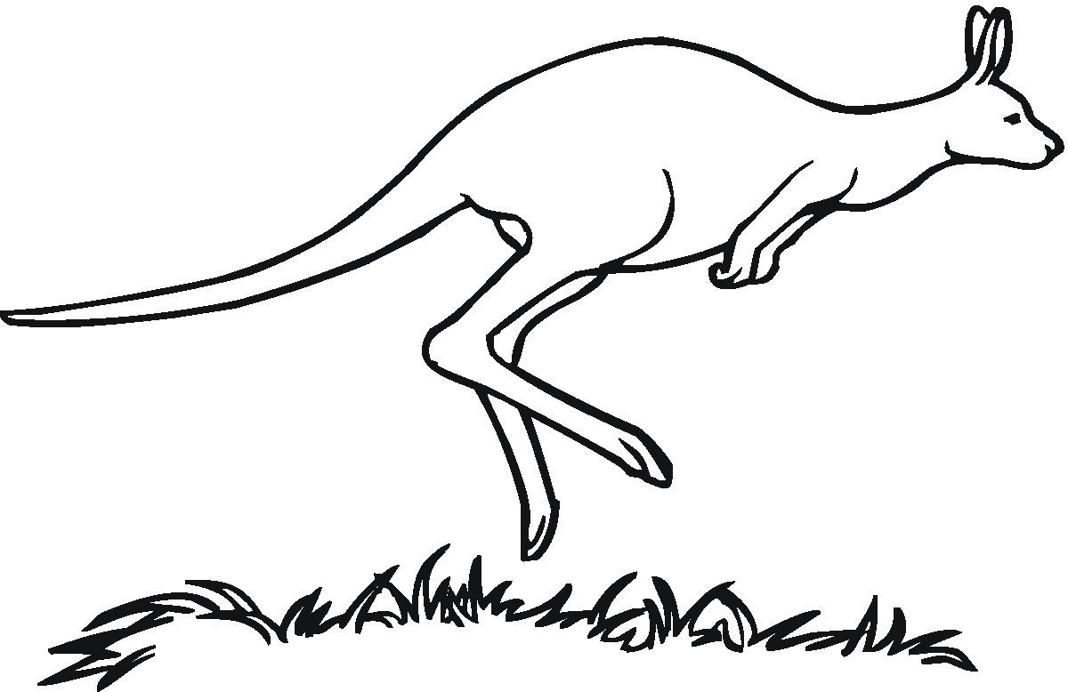 Kangaroo coloring pages - Coloring Pages & Pictures - IMAGIXS