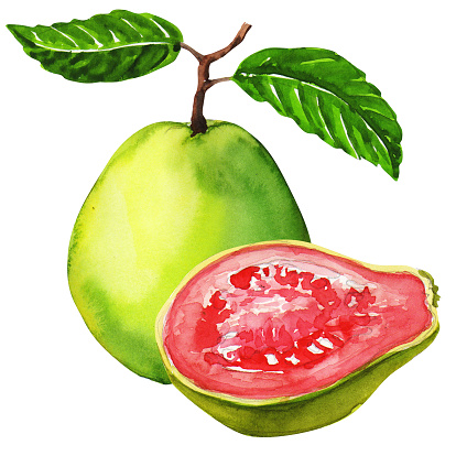 Guava Clip Art, Vector Images & Illustrations