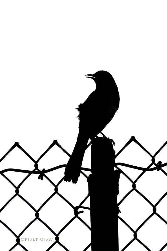 Mockingbird Flying Silhouette - ClipArt Best