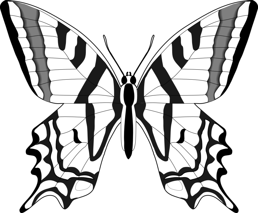 Clipart butterfly black and white