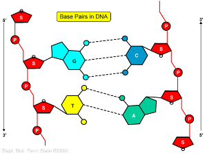 Properties of Macromolecules II-Nucleic Acids, Polysaccharides and ...