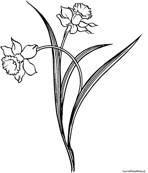 1000+ images about for mom | Clip art, White lily ...