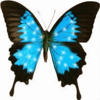 Animated Blue Butterfly Pictures, Images & Photos | Photobucket